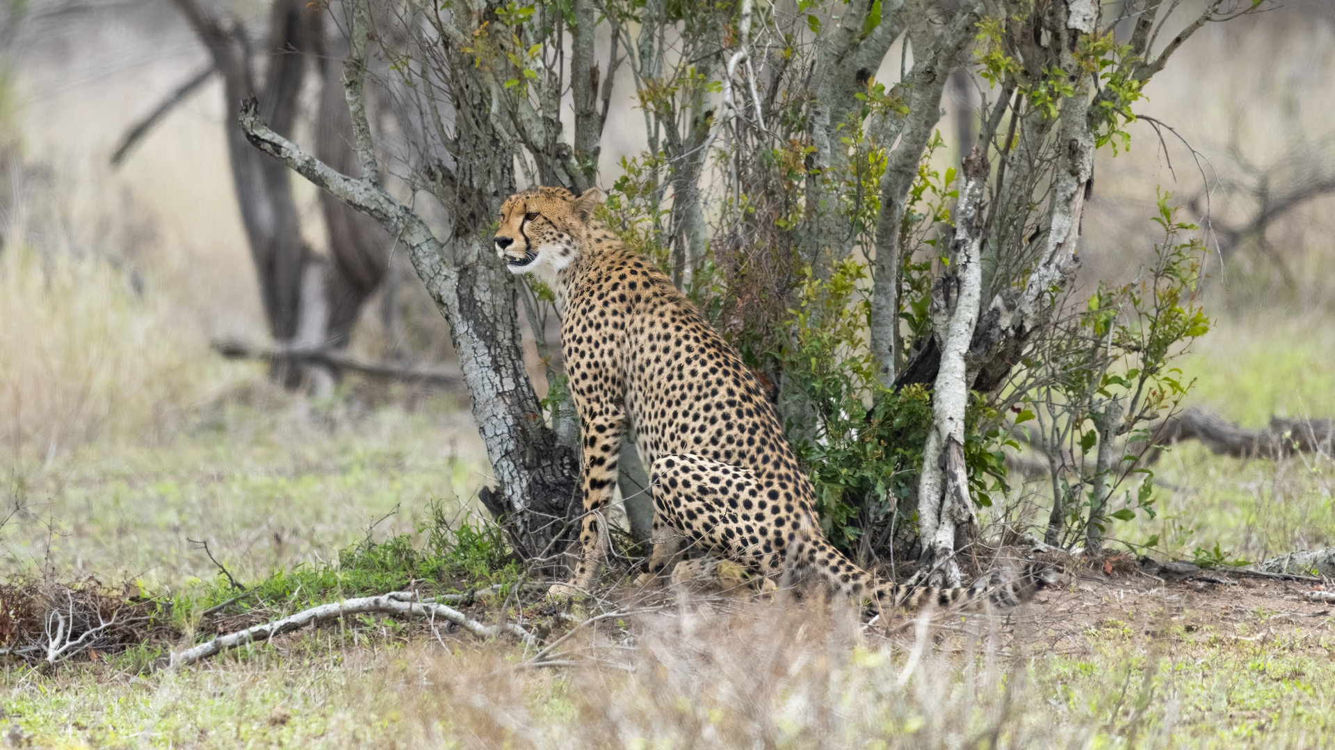 Kruger25 2025 10 31 13 09 14 ILCE 1M2 1231